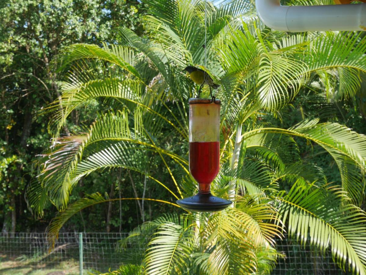 La Joupa Case Anthurium Sainte-Rose Dış mekan fotoğraf